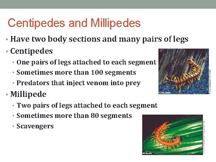 Centipedes and Millipedes • Have two body sections and many pairs of legs •