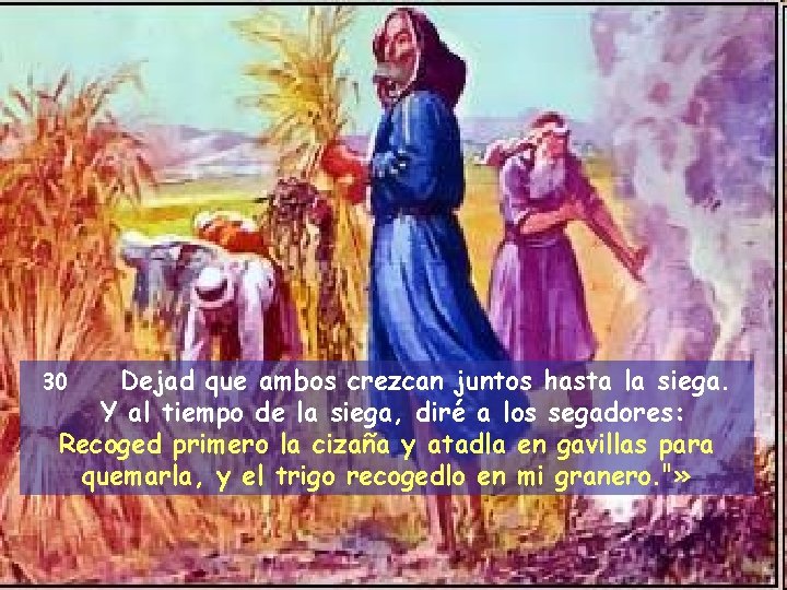 Dejad que ambos crezcan juntos hasta la siega. Y al tiempo de la siega,