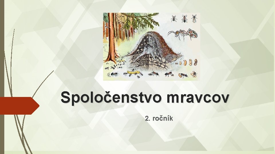 Spoločenstvo mravcov 2. ročník 