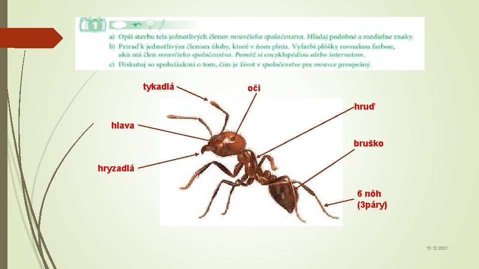 tykadlá oči hruď hlava bruško hryzadlá 6 nôh (3 páry) 13. 12. 2021 