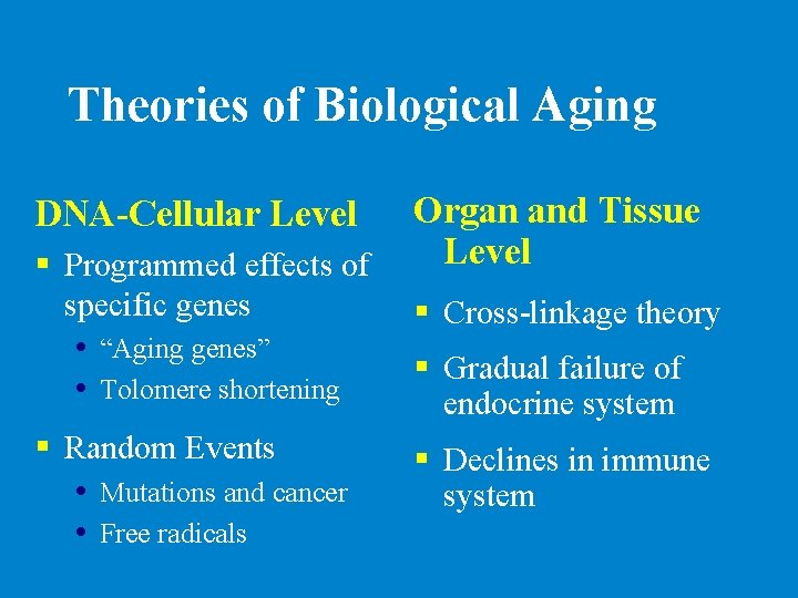 Theories of Biological Aging DNA-Cellular Level § Programmed effects of specific genes “Aging genes”