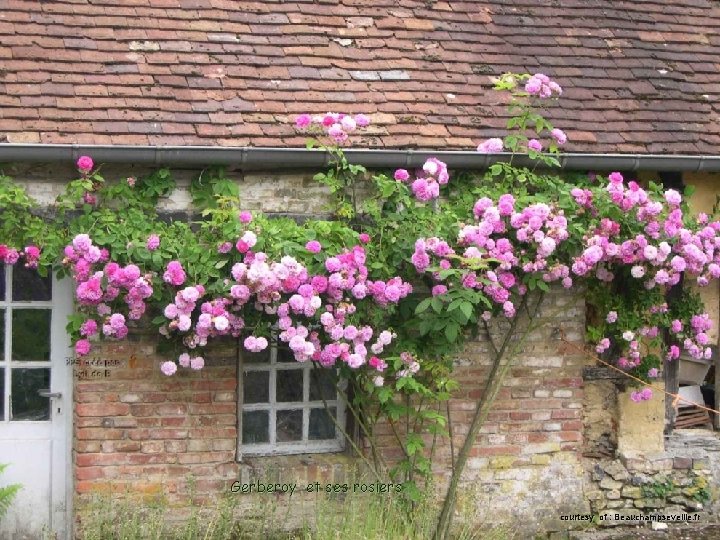 Gerberoy et ses rosiers courtesy of : Beauchampseveille. fr 