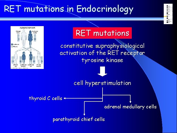 RET mutations in Endocrinology RET mutations constitutive supraphysiological activation of the RET receptor tyrosine