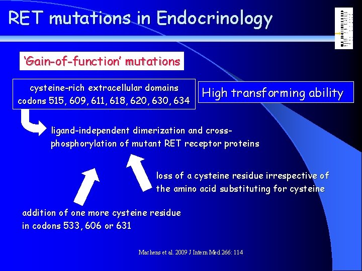 RET mutations in Endocrinology ‘Gain-of-function’ mutations cysteine-rich extracellular domains codons 515, 609, 611, 618,