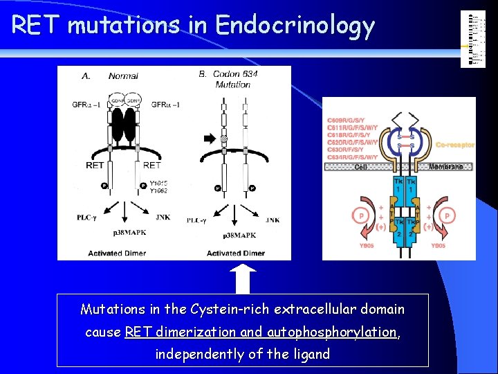 RET mutations in Endocrinology Mutations in the Cystein-rich extracellular domain cause RET dimerization and