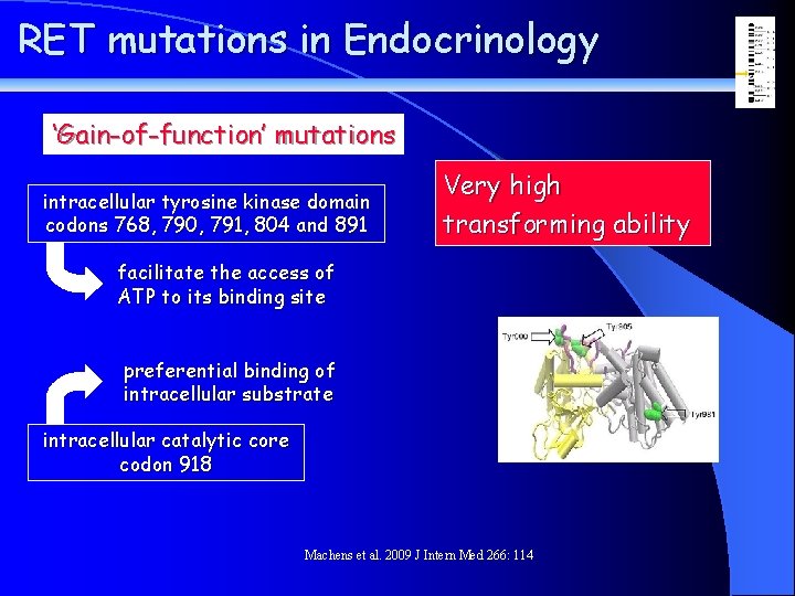 RET mutations in Endocrinology ‘Gain-of-function’ mutations intracellular tyrosine kinase domain codons 768, 790, 791,