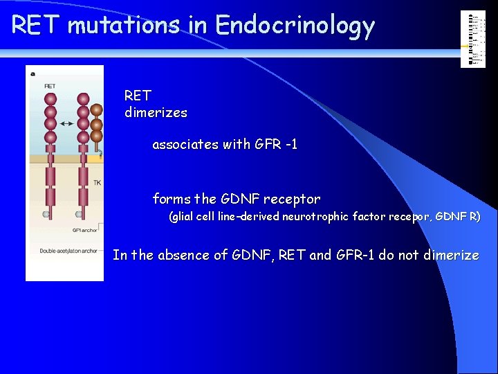 RET mutations in Endocrinology RET dimerizes associates with GFR -1 forms the GDNF receptor