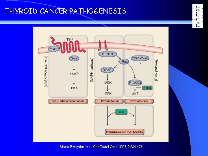 THYROID CANCER PATHOGENESIS Riesco-Eizaguirre et al. Clin Transl Oncol 2007, 9: 686 -693 