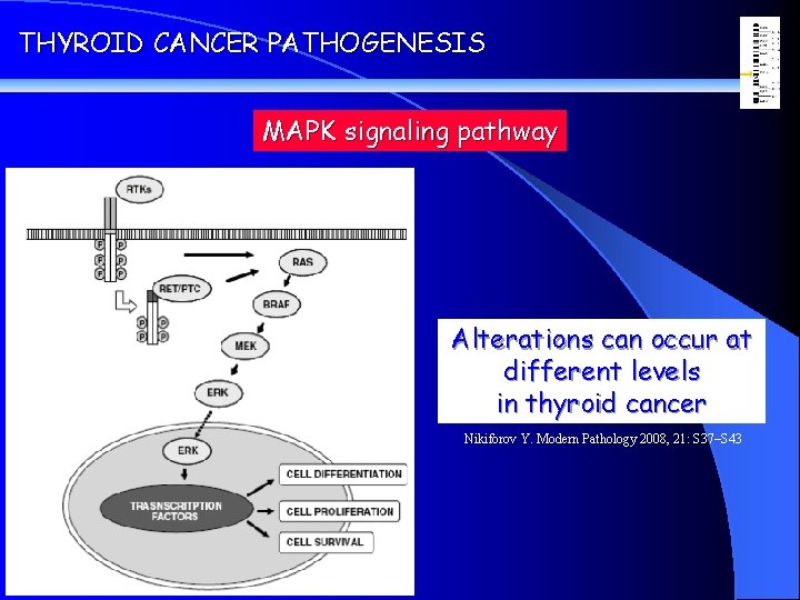 THYROID CANCER PATHOGENESIS MAPK signaling pathway Alterations can occur at different levels in thyroid