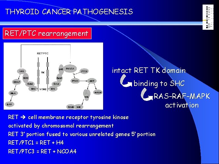 THYROID CANCER PATHOGENESIS RET/PTC rearrangement intact RET TK domain binding to SHC RAS–RAF–MAPK activation