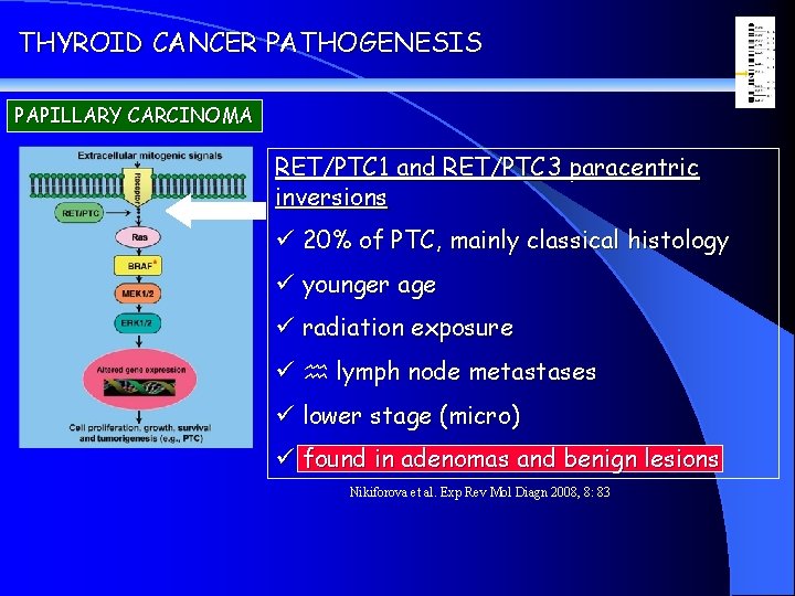 THYROID CANCER PATHOGENESIS PAPILLARY CARCINOMA RET/PTC 1 and RET/PTC 3 paracentric inversions ü 20%