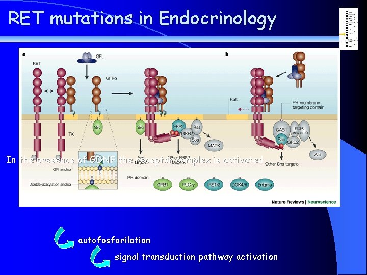 RET mutations in Endocrinology In the presence of GDNF the receptor complex is activated