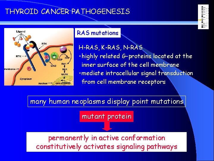 THYROID CANCER PATHOGENESIS RAS mutations H-RAS, K-RAS, N-RAS • highly related G-proteins located at