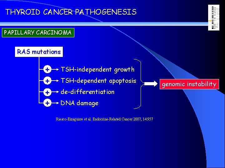 THYROID CANCER PATHOGENESIS PAPILLARY CARCINOMA RAS mutations + + TSH-independent growth TSH-dependent apoptosis de-differentiation