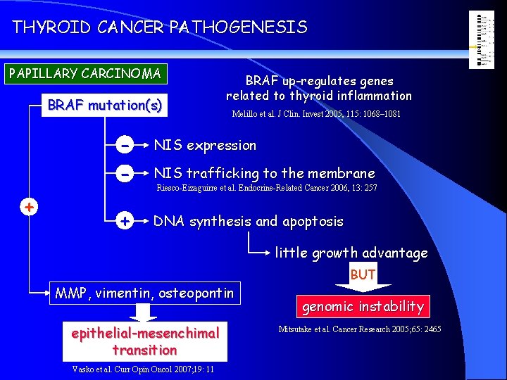 THYROID CANCER PATHOGENESIS PAPILLARY CARCINOMA BRAF mutation(s) + BRAF up-regulates genes related to thyroid