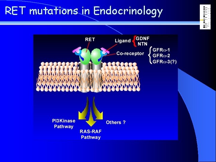 RET mutations in Endocrinology 