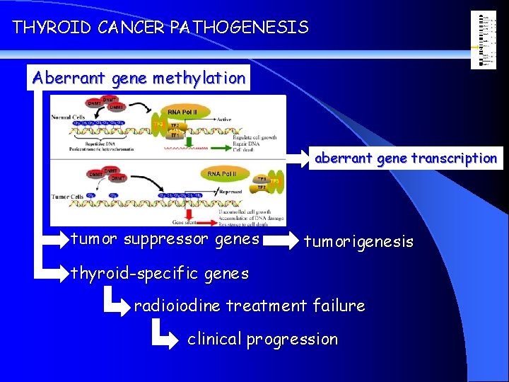 THYROID CANCER PATHOGENESIS Aberrant gene methylation aberrant gene transcription tumor suppressor genes tumorigenesis thyroid-specific
