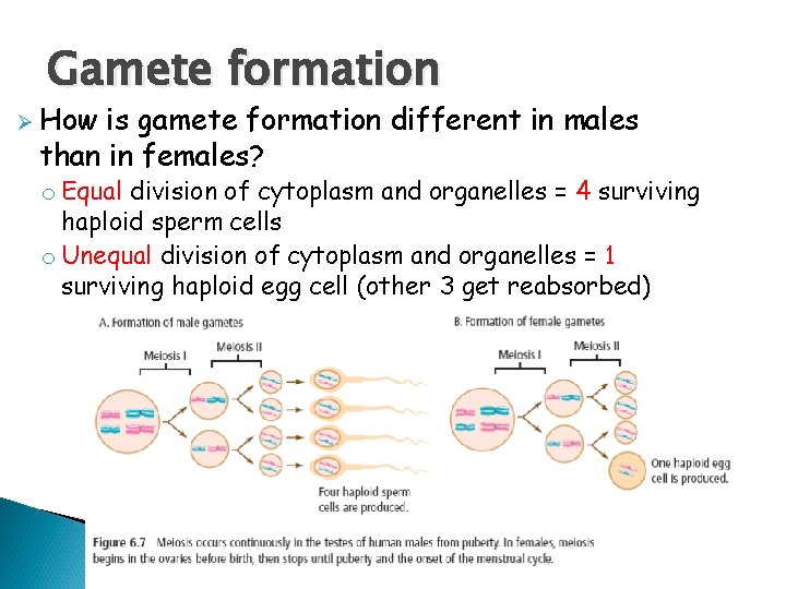 Gamet Formation Entrance Activity DNA Genes Chromosome How much do