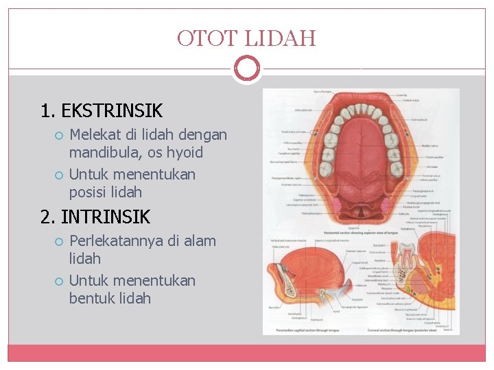 OTOT LIDAH 1. EKSTRINSIK Melekat di lidah dengan mandibula, os hyoid Untuk menentukan posisi