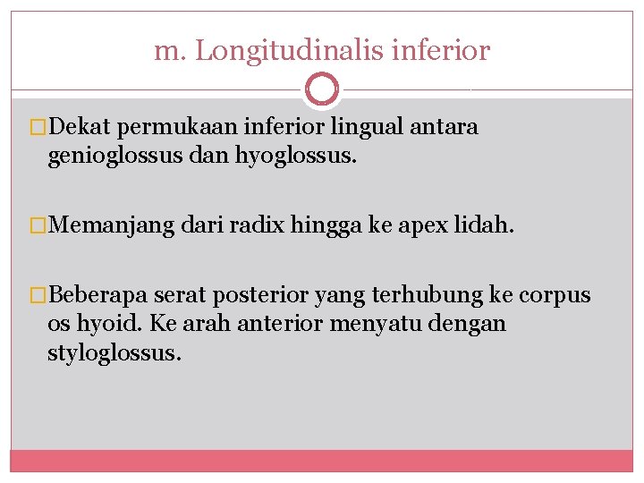 m. Longitudinalis inferior �Dekat permukaan inferior lingual antara genioglossus dan hyoglossus. �Memanjang dari radix