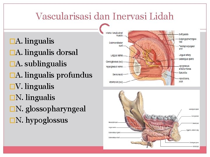 Vascularisasi dan Inervasi Lidah �A. lingualis dorsal �A. sublingualis �A. lingualis profundus �V. lingualis
