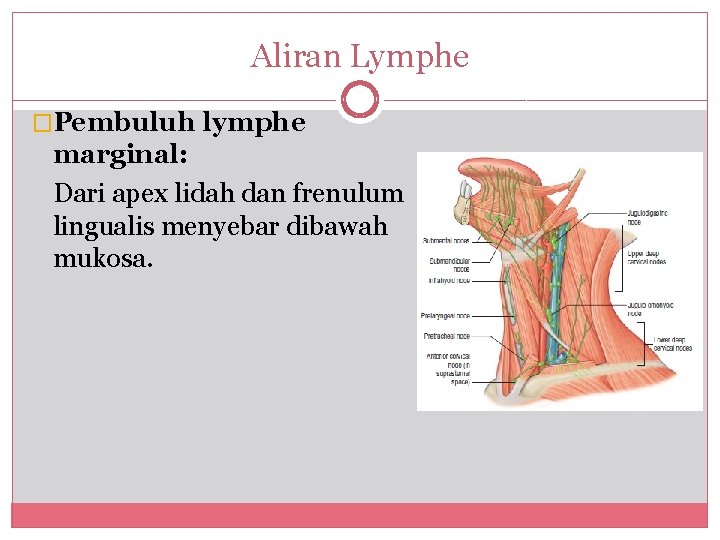 Aliran Lymphe �Pembuluh lymphe marginal: Dari apex lidah dan frenulum lingualis menyebar dibawah mukosa.