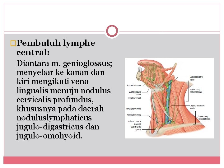 �Pembuluh lymphe central: Diantara m. genioglossus; menyebar ke kanan dan kiri mengikuti vena lingualis