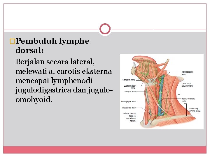 �Pembuluh lymphe dorsal: Berjalan secara lateral, melewati a. carotis eksterna mencapai lymphenodi jugulodigastrica dan