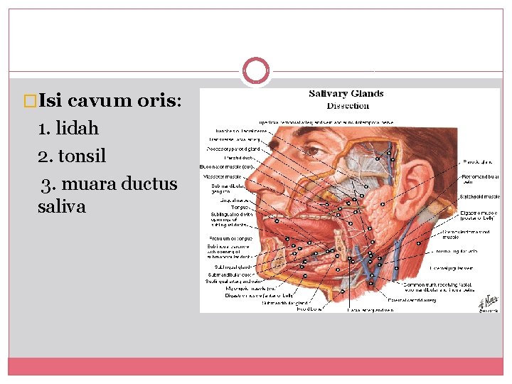 �Isi cavum oris: 1. lidah 2. tonsil 3. muara ductus saliva 