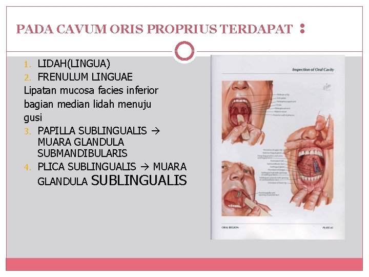 PADA CAVUM ORIS PROPRIUS TERDAPAT 1. LIDAH(LINGUA) 2. FRENULUM LINGUAE Lipatan mucosa facies inferior