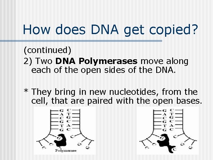 How Dna Copy DNA Replication What is it Replica a copy