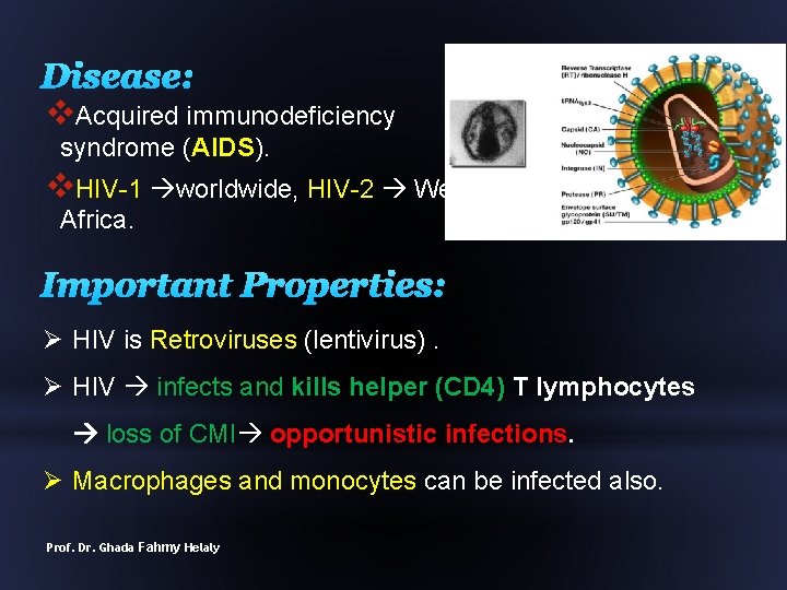 Disease: v. Acquired immunodeficiency syndrome (AIDS). v. HIV-1 worldwide, HIV-2 West Africa. Important Properties: