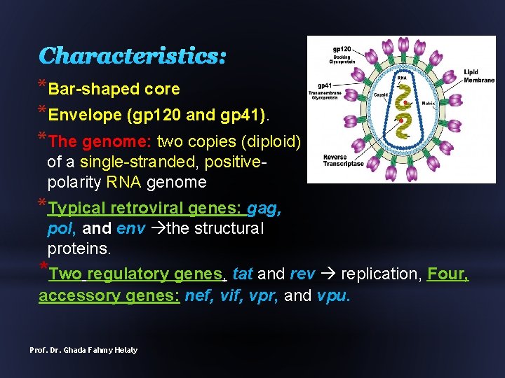 Characteristics: *Bar-shaped core *Envelope (gp 120 and gp 41). *The genome: two copies (diploid)