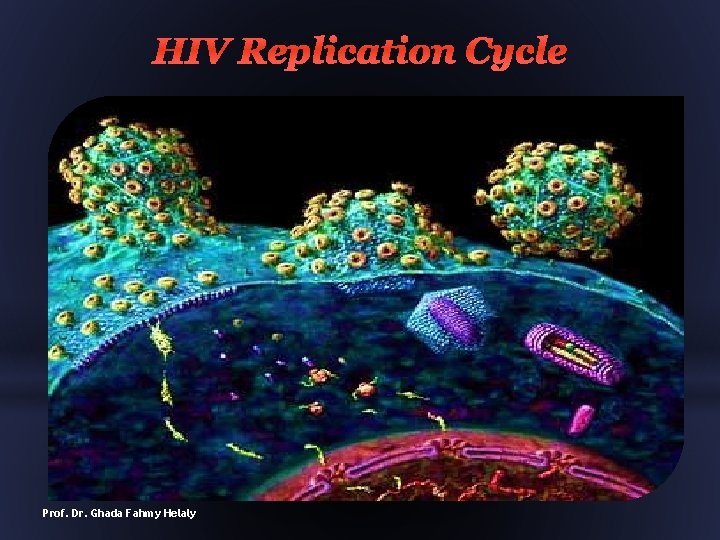 HIV Replication Cycle Prof. Dr. Ghada Fahmy Helaly 