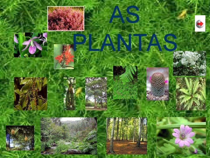 AS PLANTAS 