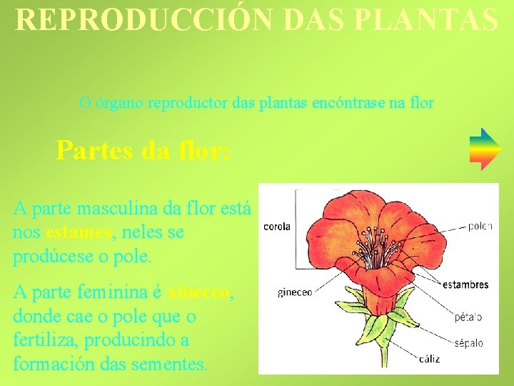 REPRODUCCIÓN DAS PLANTAS O órgano reproductor das plantas encóntrase na flor Partes da flor: