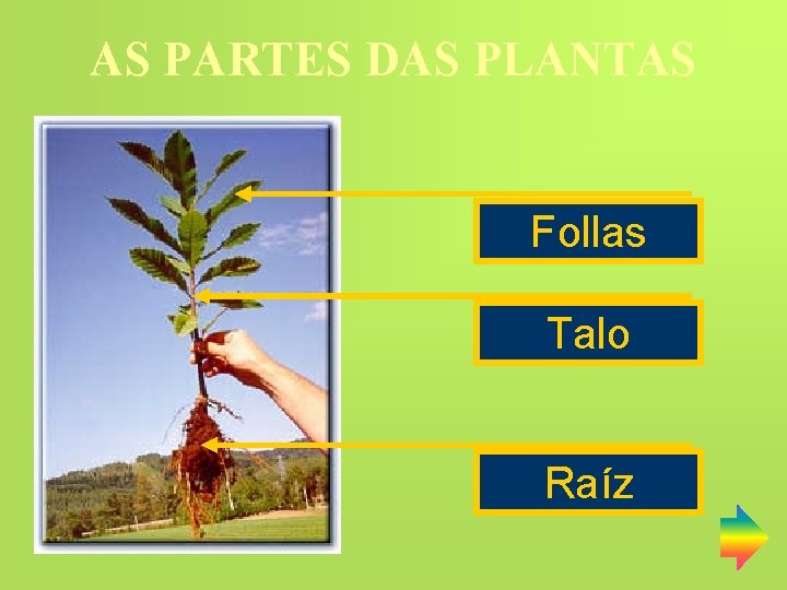 AS PARTES DAS PLANTAS Follas Talo Raíz 