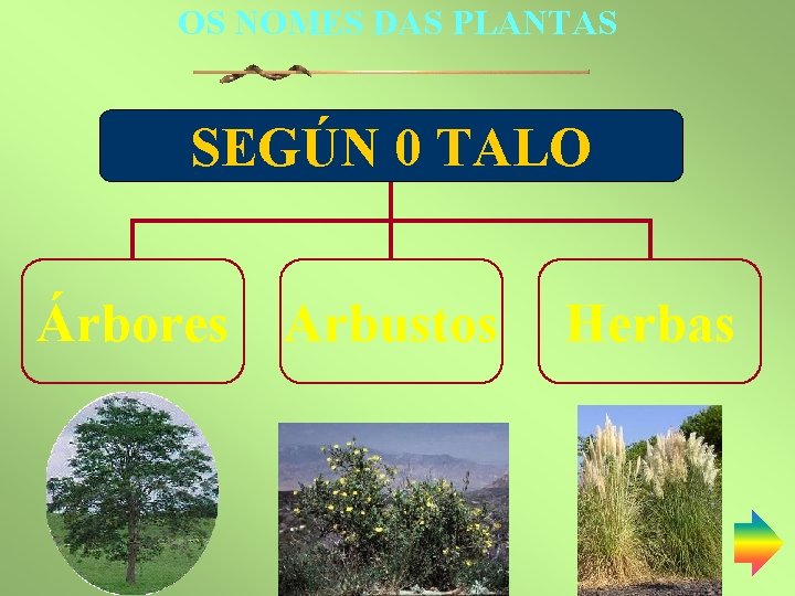 OS NOMES DAS PLANTAS SEGÚN 0 TALO Árbores Arbustos Herbas 