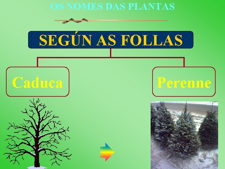 OS NOMES DAS PLANTAS SEGÚN AS FOLLAS Caduca Perenne 