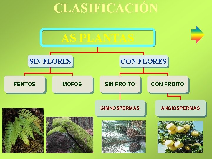 CLASIFICACIÓN AS PLANTAS SIN FLORES FENTOS MOFOS CON FLORES SIN FROITO GIMNOSPERMAS CON FROITO