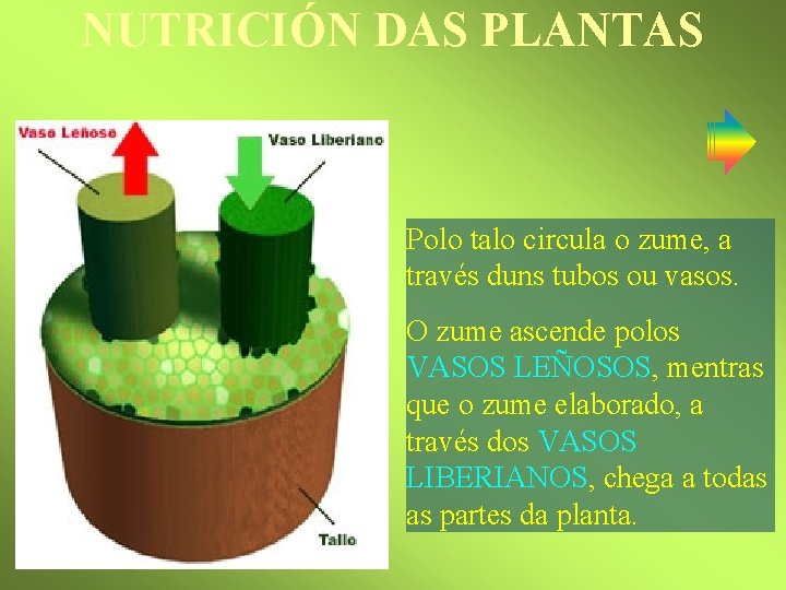 NUTRICIÓN DAS PLANTAS Polo talo circula o zume, a través duns tubos ou vasos.