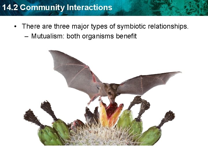 14. 2 Community Interactions • There are three major types of symbiotic relationships. –