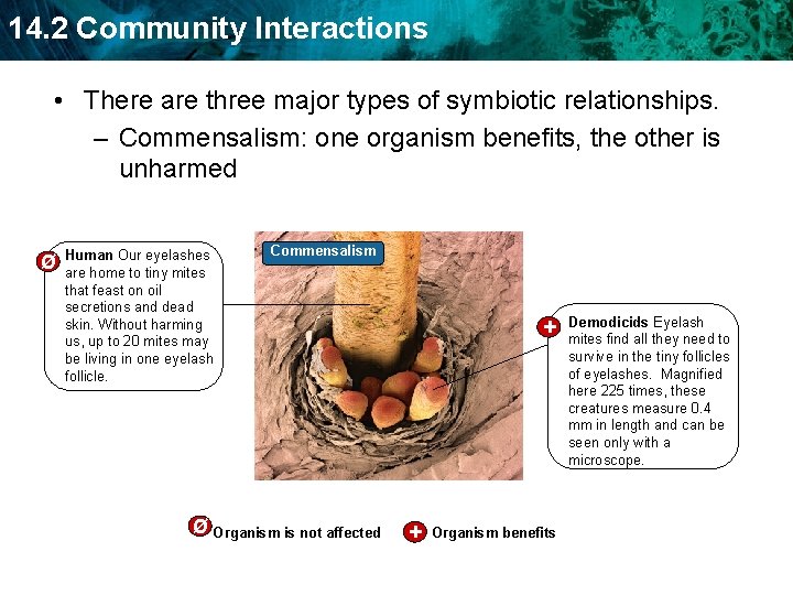 14. 2 Community Interactions • There are three major types of symbiotic relationships. –