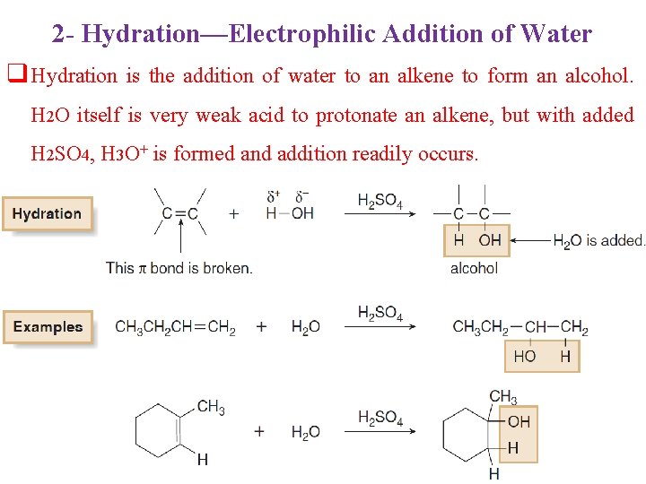 2 - Hydration—Electrophilic Addition of Water q Hydration is the addition of water to