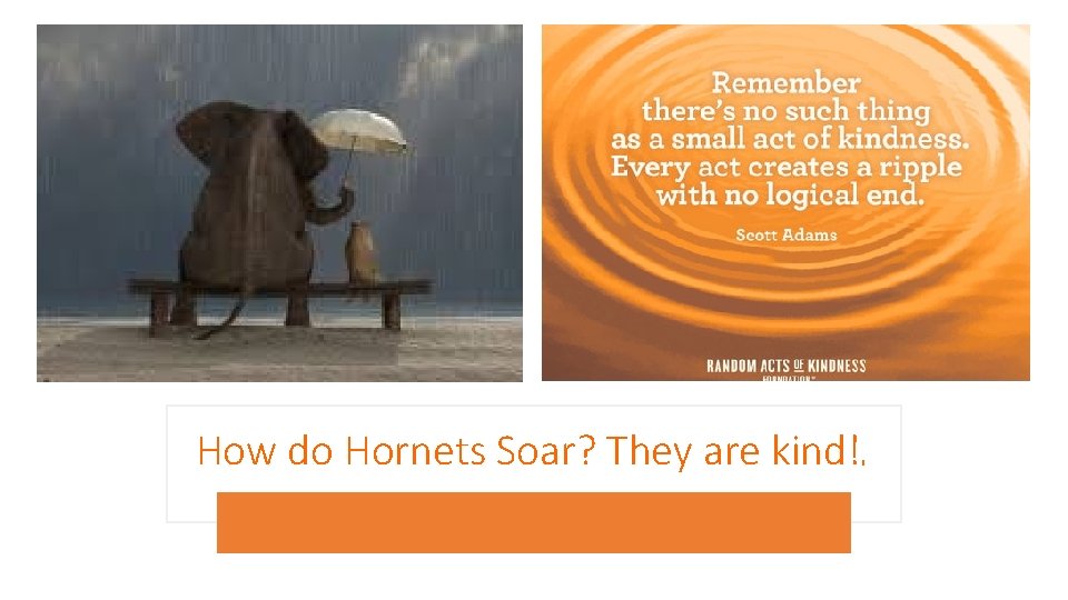 How do Hornets Soar? They are kind! ? 