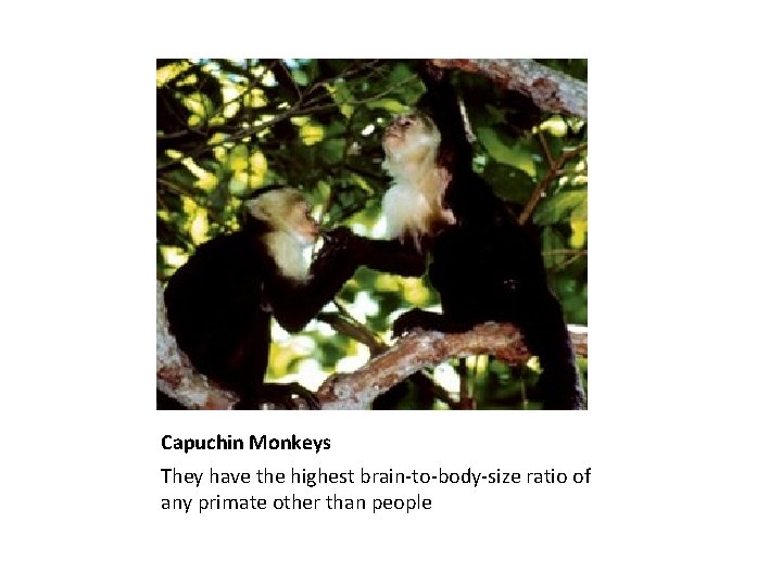 Capuchin Monkeys They have the highest brain-to-body-size ratio of any primate other than people
