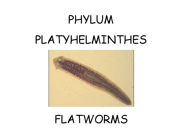 PHYLUM PLATYHELMINTHES FLATWORMS 