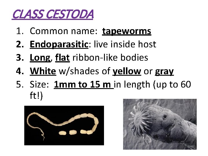 CLASS CESTODA 1. 2. 3. 4. 5. Common name: tapeworms Endoparasitic: live inside host