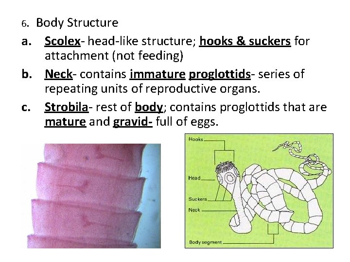 6. Body Structure a. Scolex- head-like structure; hooks & suckers for attachment (not feeding)