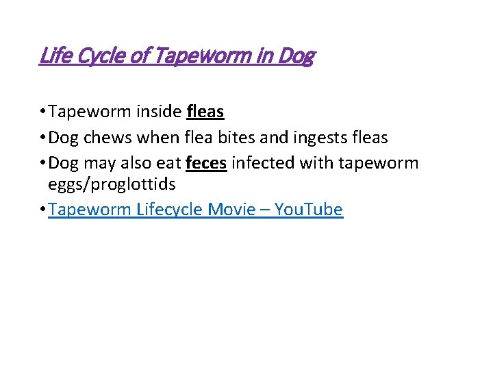 Life Cycle of Tapeworm in Dog • Tapeworm inside fleas • Dog chews when